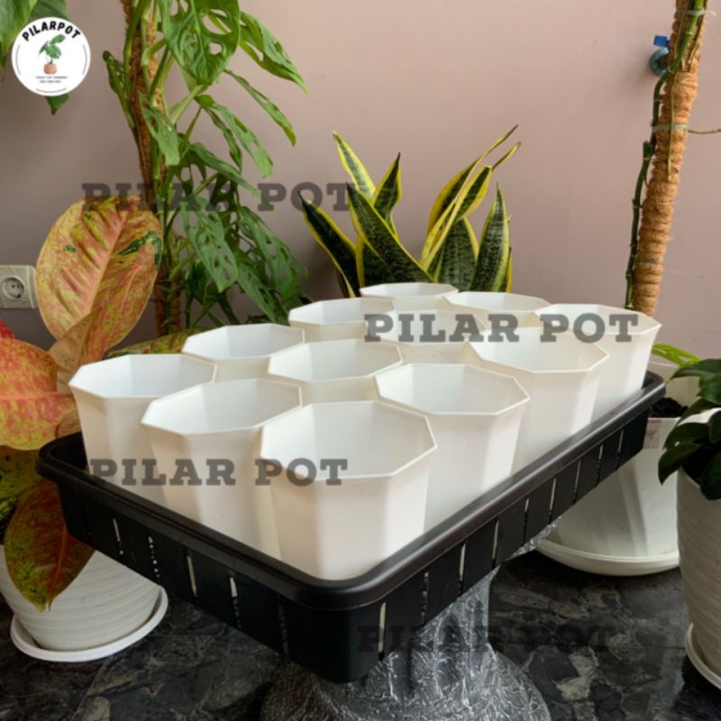 1 SET TRAY + 12 POT PAGODA 10 PUTIH TRAY NKT 50CM | TRAY SEMAI BIBIT