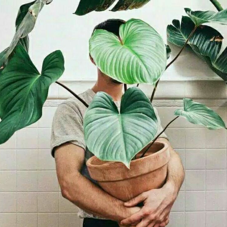 Tanaman Hidup Murah Homalomena Hijau Hiasan Taman dan Rumah