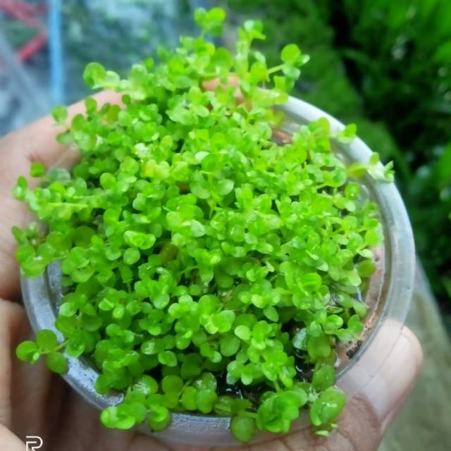Monte carlo tanaman karpet aquascape