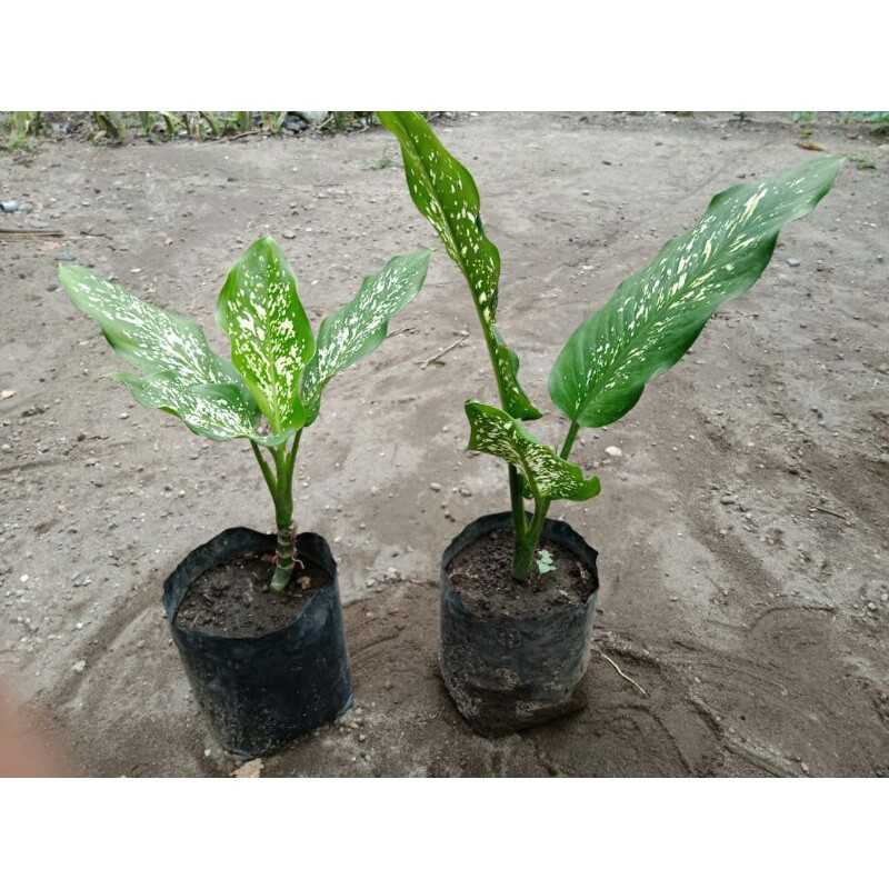 tanaman hias bambu dracena beras tumpah , blanceng beras tumpah , aglonema beras tumpah