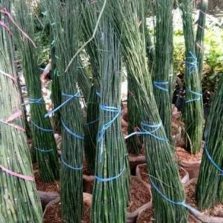 Tanaman Bambu  Air Bambu  Kecil Bambu  Pagar  Tanaman 