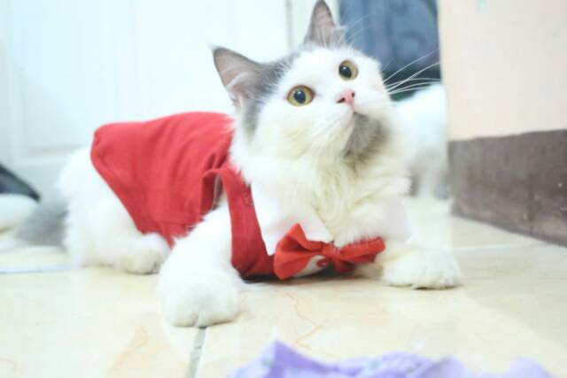 Kaos tuxedo merah putih untuk kucing dan anjing / baju kucing size S M L XL