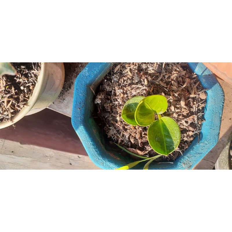 Jemani Mangkok cutkey/tengkorak/tornado/Cobra