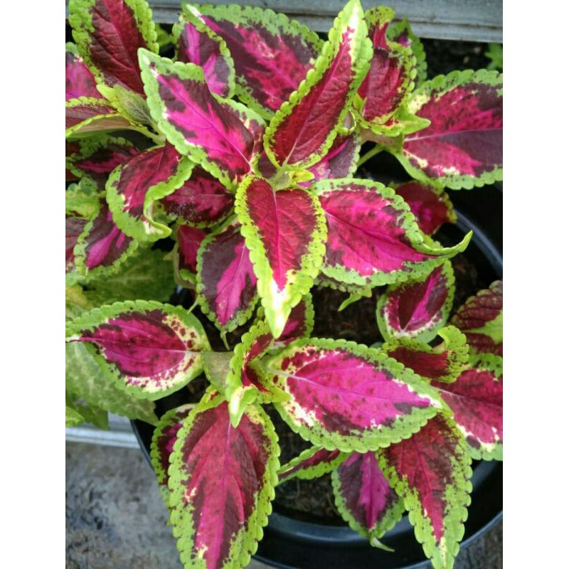 miana#lokal#premium#super#sultan