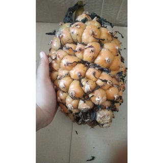 Jual Asam Cekala / Buah Kecombrang 1kg | Shopee Indonesia