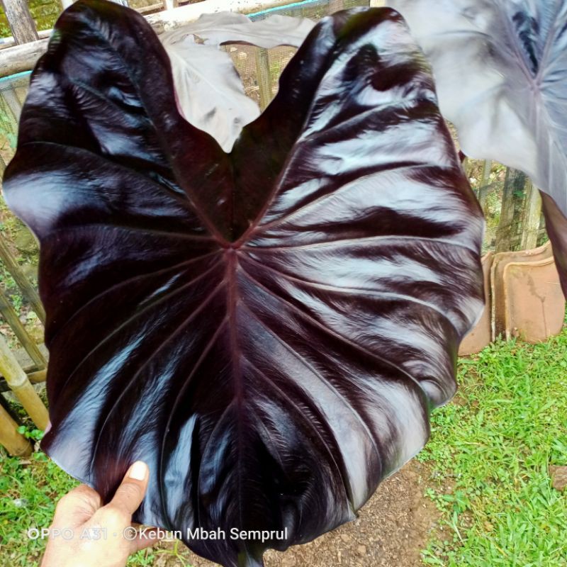Colocasia Black Coral