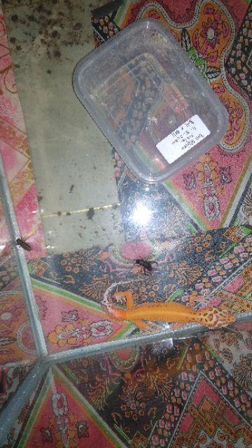 Kode A5-- Leopard Gecko Bell Jungle Stripe