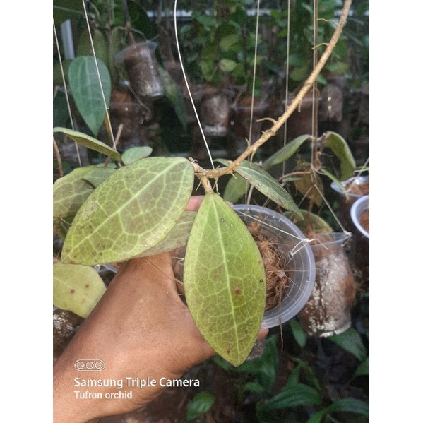 hoya paul shirley sp sulawesi
