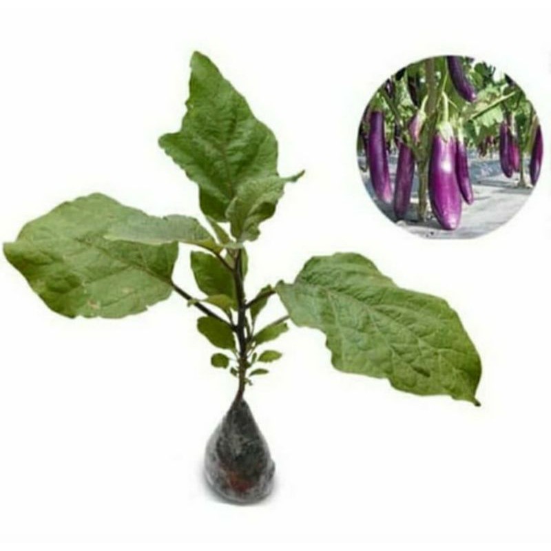 Bibit terong ungu panjang / tanaman terong ungu