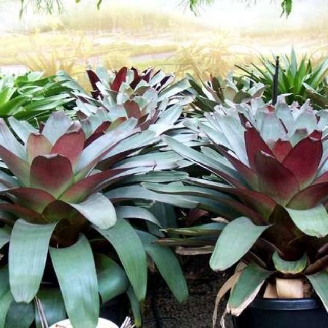Tanaman Hias Daun Bromelia Giant Jumbo Raksasa Impeliaris - Bibit Pohon Bunga Unik FC
