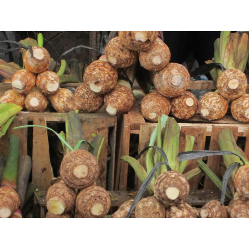 

TALAS BOGOR