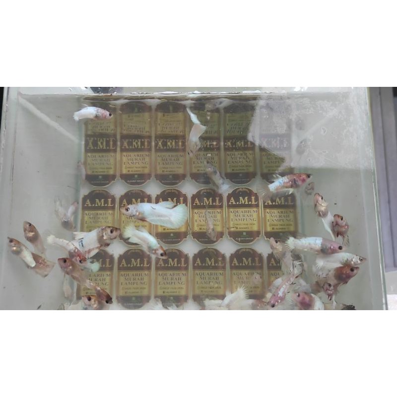 Bahan FCCP Orange Head