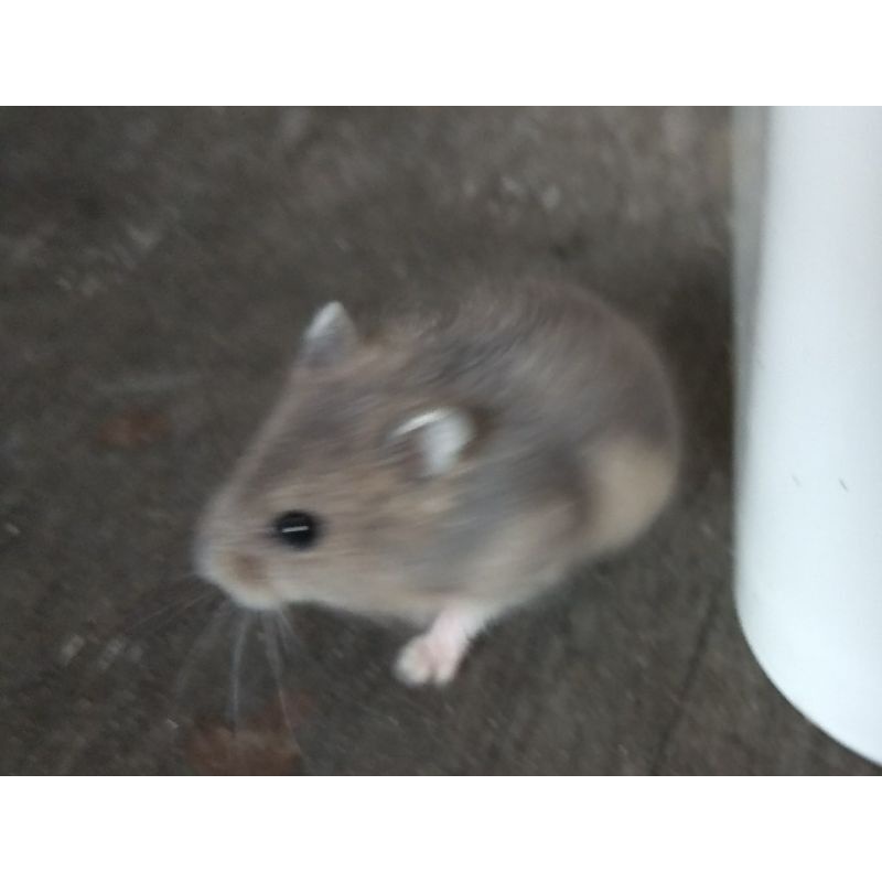 hamster winter white sapphire / blue argente / tiger