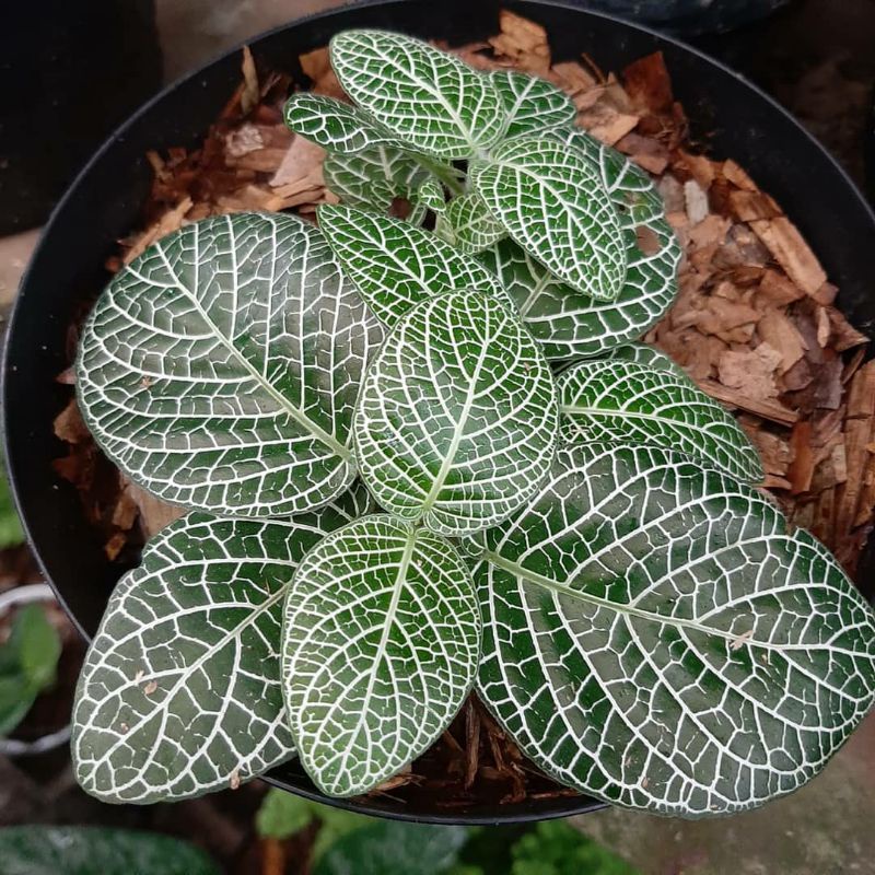 tanaman episcia mutiara / fitonia mutiara