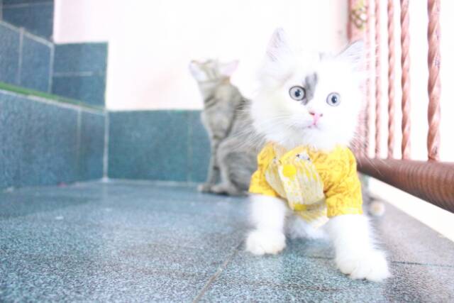 Kemeja batik warna kuning untuk kucing anjing size S M L XL / baju kucing tangerang murah meriah