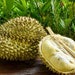

bibit durian