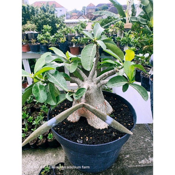 biji raja thaisoco adenium/kamboja