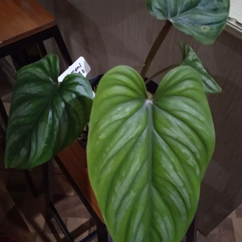 

plowmani nerro 4 daun