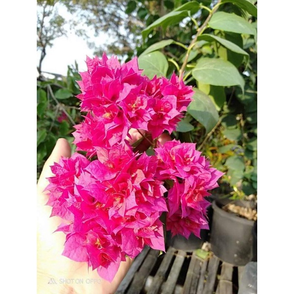 bunga Bougenville Merah tumpuk berbunga