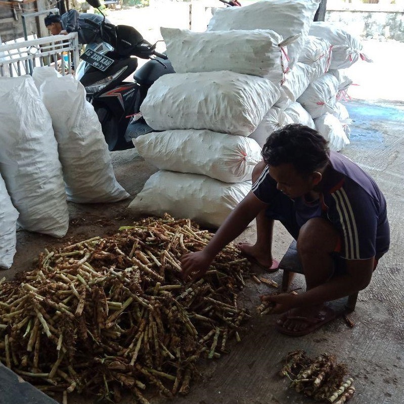 Benih Tanaman Rumput ODOT KOLONJONO RUMPUT GAJAH