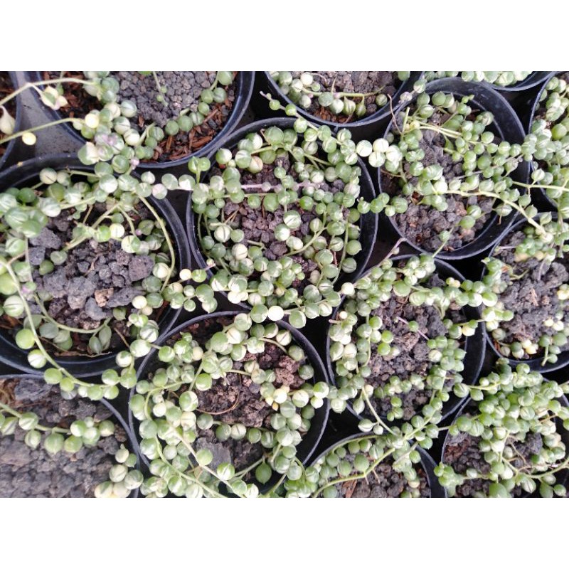 string of pearl varigata