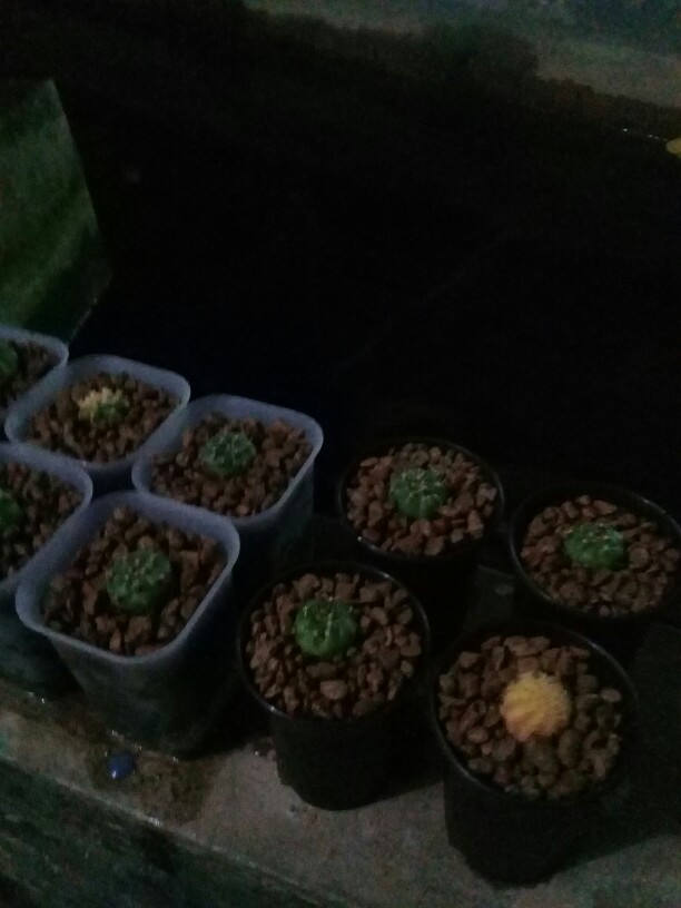 Pumice Lokal 0-2 Mm 1 Liter