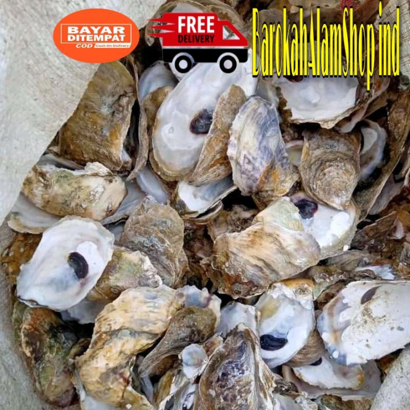 

KULIT KERANG OYSTER ,JARING BEKAS DAN KERANG JAHE(1KG)