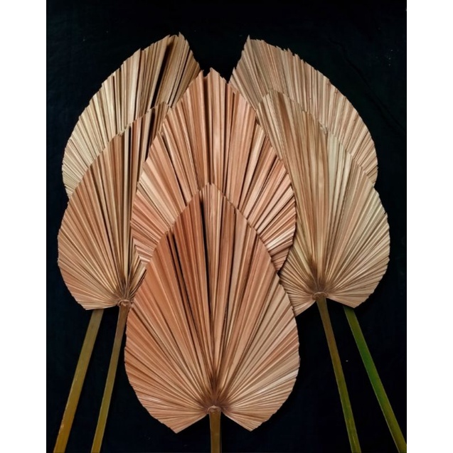 DAUN PALEM KERING NATURAL MINI | DEKORASI | RUSTIC