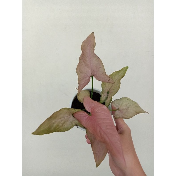 Tanaman Syngonium Pink Perfection asli