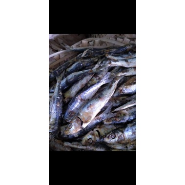

Ikan Rebus Dencis 1 kg