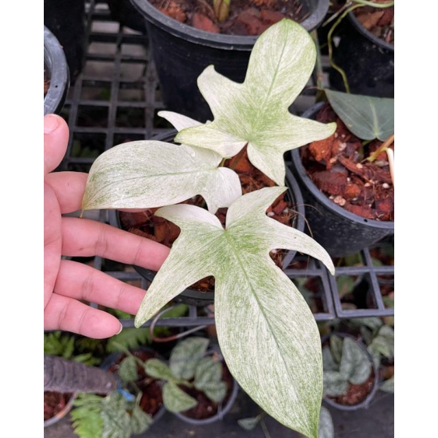 Florida ghost mint - philo flobe mint - Philo merpati - pedatum - tanaman hias hidup