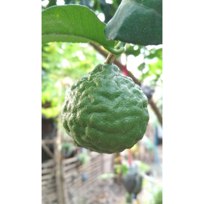

Jeruk purut