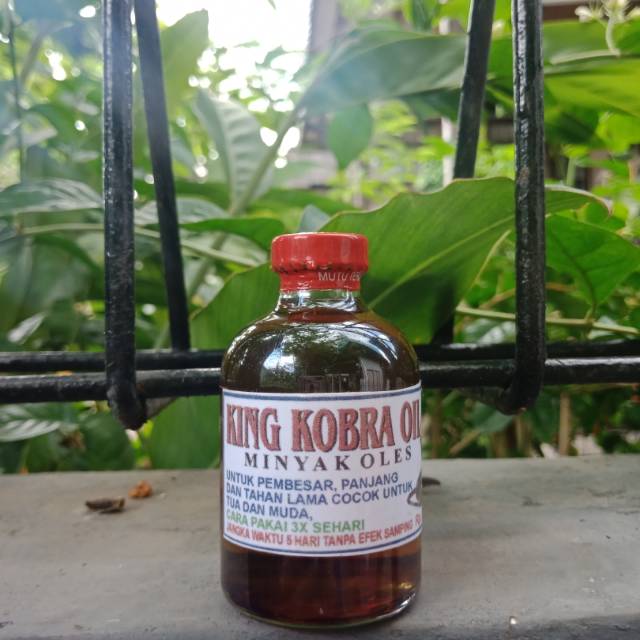 King kobra minyak oles asli berkhasiat