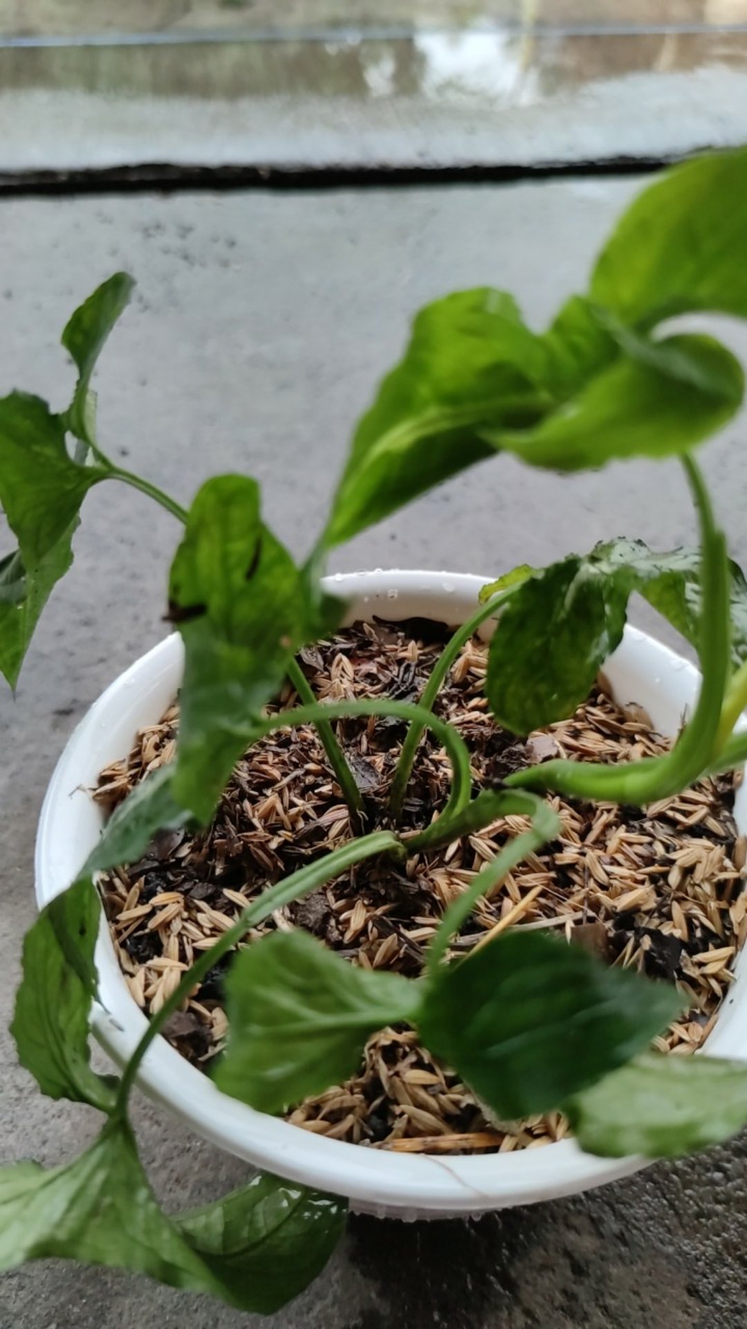 Tanaman Hias Syngonium Rayi