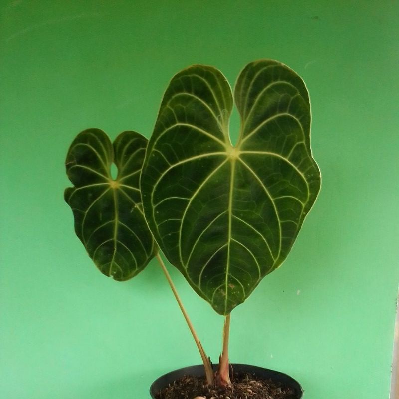 Tanaman hias Anthurium magnificum norte