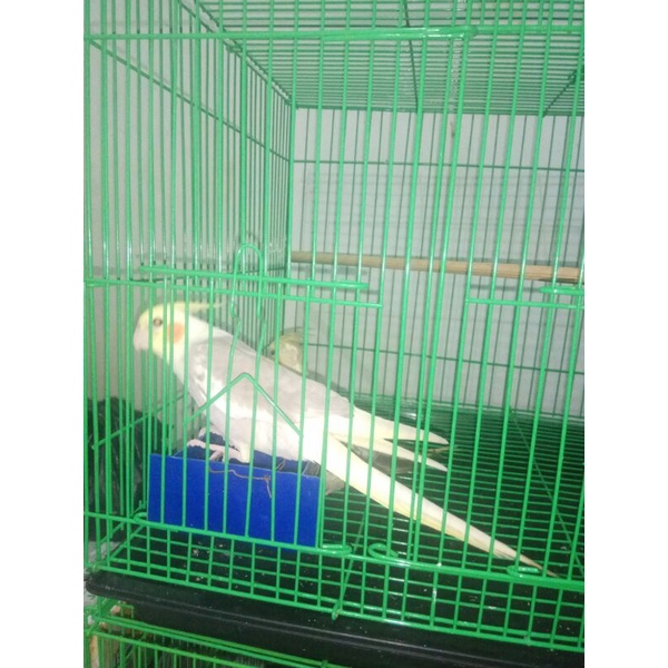 Parkit Australia atau falk.