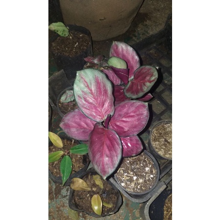 Calathea crimson anakan