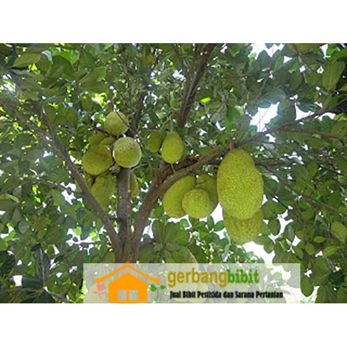 Bibit Nangka Madu Jumbo Mini