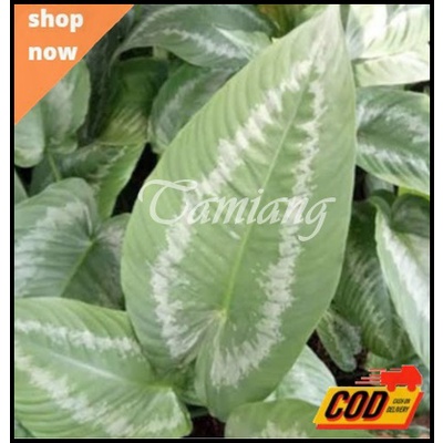 homalomena schismatoglotis andromeda