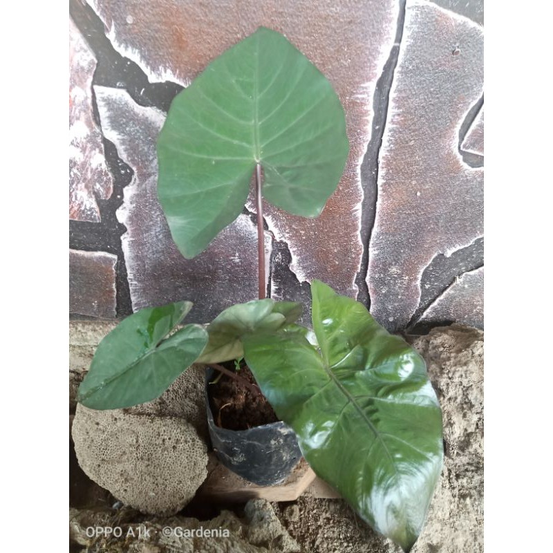 Keladi hias/ sente wulung/ keladi hitam
