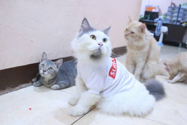 Kaos diskon 7.7 sablon keren untuk kucing size S M L XL