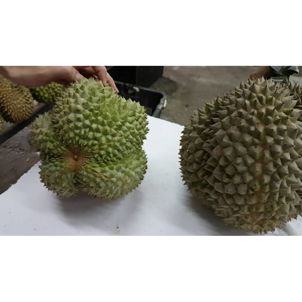 Bibit tanaman durian duri hitam 3 kaki 1 meter