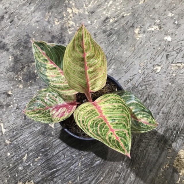 aglonema dewi hughes