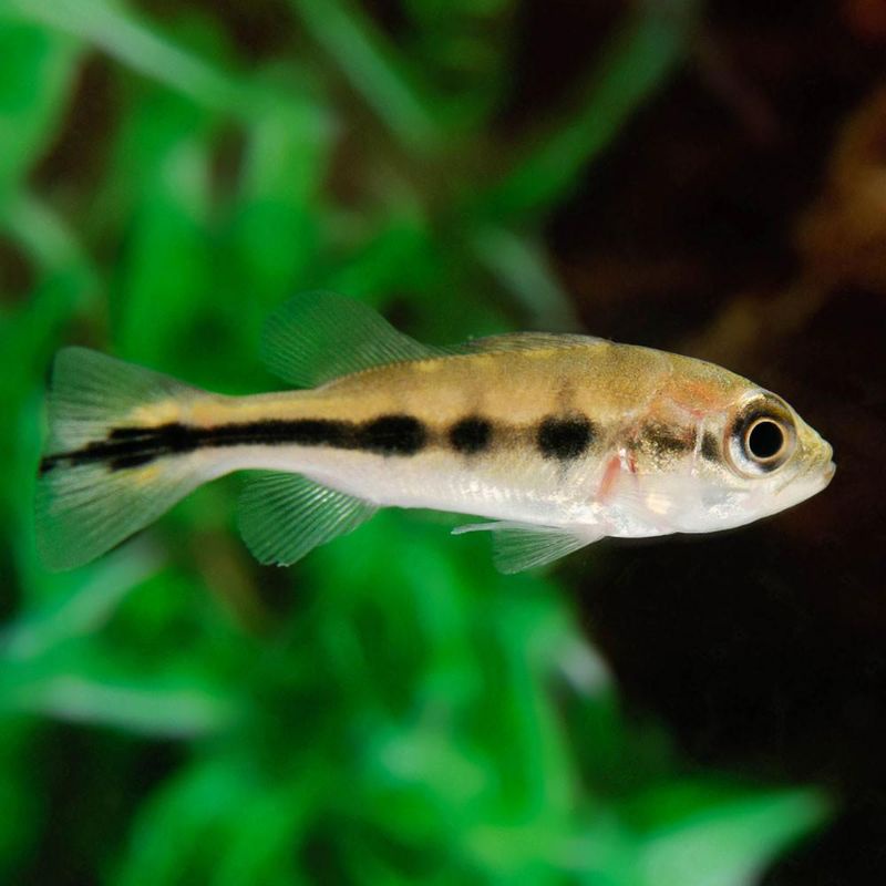 pbas mono size 7-8cm