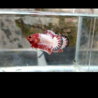 cupang ows / orange white scale
