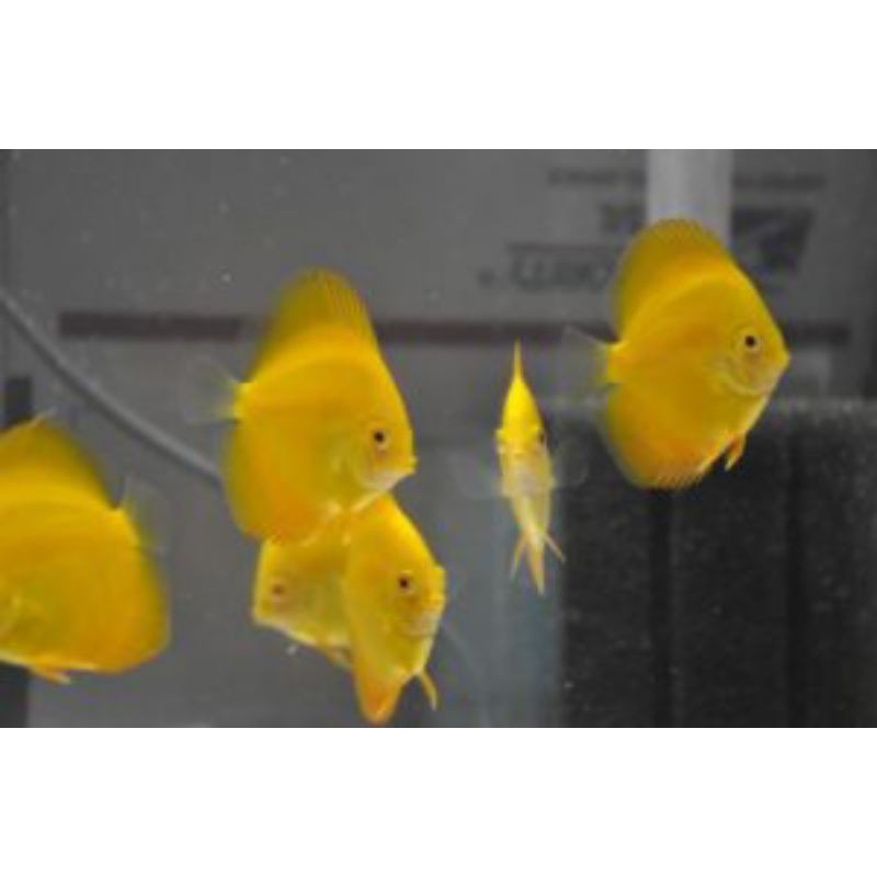 Discus Golden Yellow 2 inch