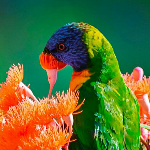 dafhi