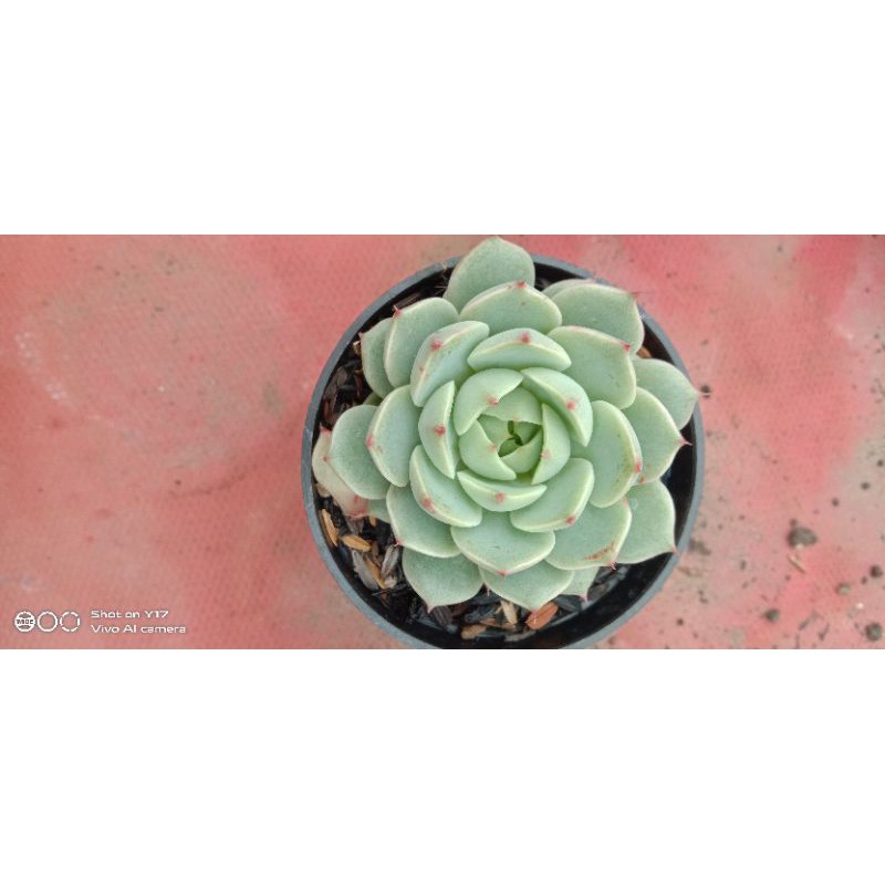 echeveria ben bandis