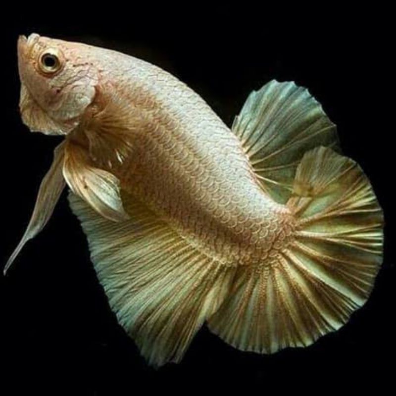 

cupang softgold