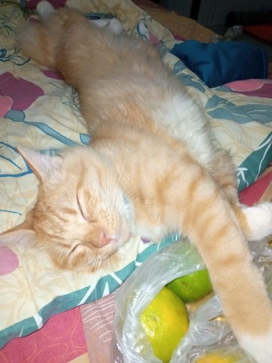 Kemeja Batik Pria Lengan Pendek Big Size Jumbo M.l.xl.xxl.3xl.4xl.5xl.6xl.7xl.8xl.9xl.10xl